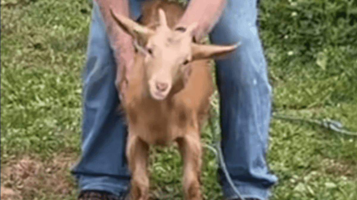 Goat Thread Goat who correctly predicted England's first four games gives ...