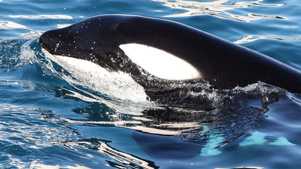 Chilling moment orca whale imitates human speech