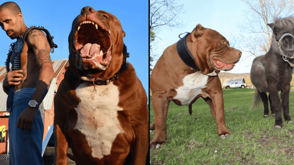 Owner of world's biggest Pitbull worth £2 million claims banned