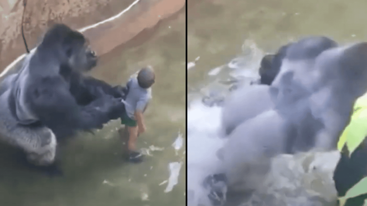 Major theory about what Harambe was going to do with child who fell in