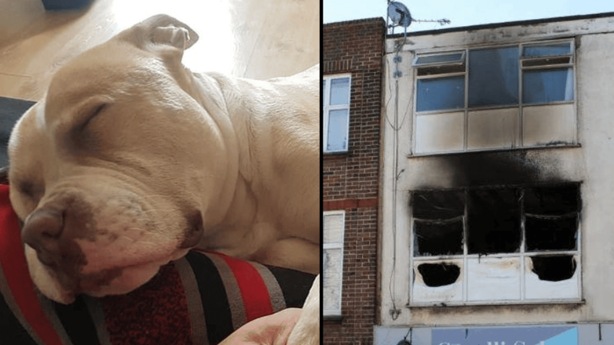 Dog tragically dies a hero after alerting owner about fire engulfing ...
