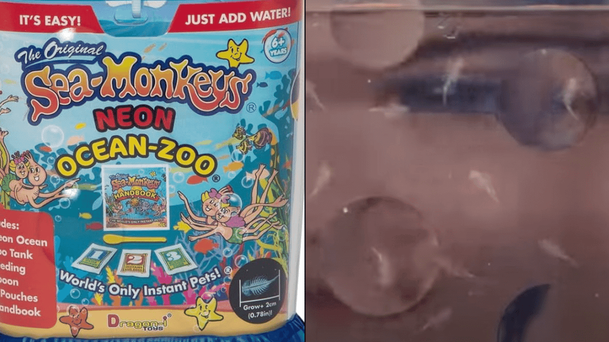 Sea Monkeys inventor made thousands from selling fish that never ...