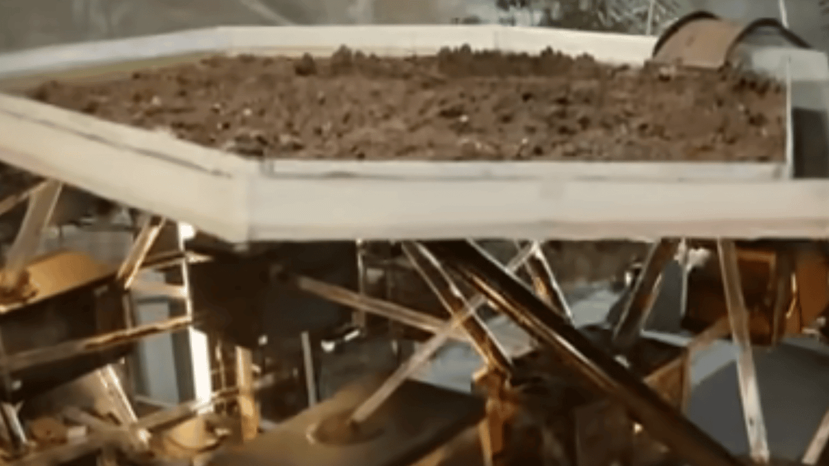 Scientists created ‘one million ant city’ above ground to see how it really works