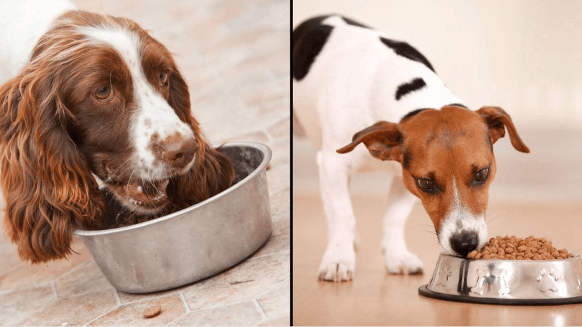 Results Of New Study Revealing How Often You Should Feed Your Dog A Day ...