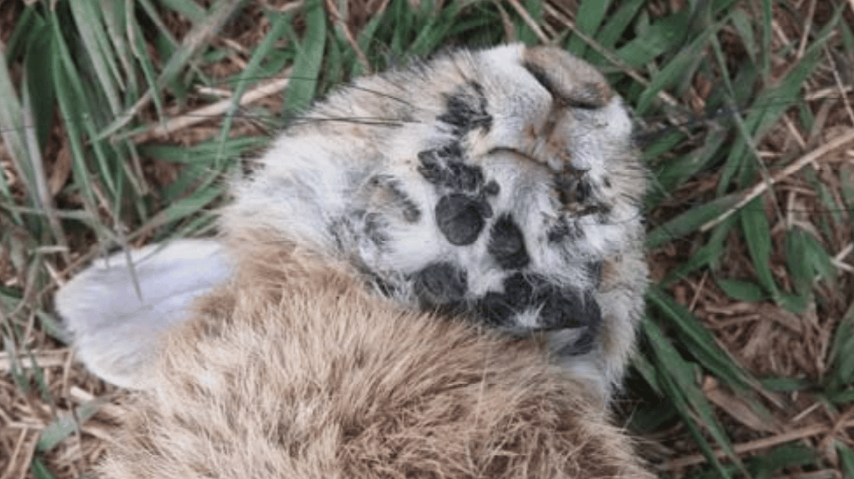Local expert sends message to the internet getting freaked out by ...