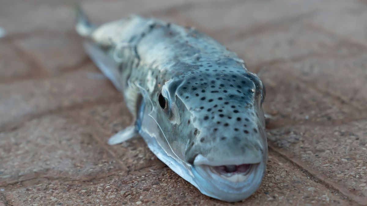 Concern grows among tourists as toxic fish with razor sharp teeth are ...