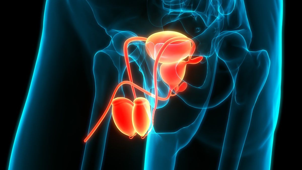 Extraordinary simulation shows what happens to sperm inside the body if not ejaculated