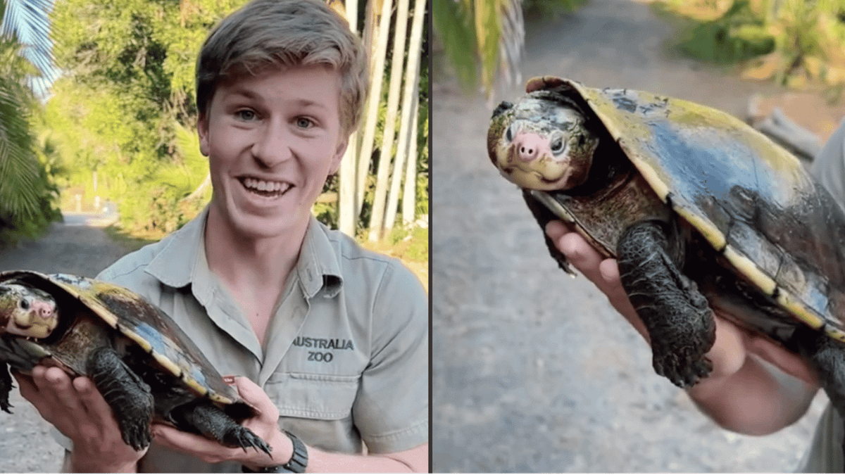 Robert Irwin welcomes extremely rare turtle discovered by his dad into ...