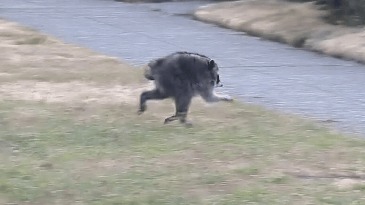 'Jimothy' the deformed Seattle raccoon creeps out residents as vet