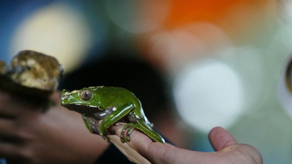‘First British victim’ dies after frog poison detox