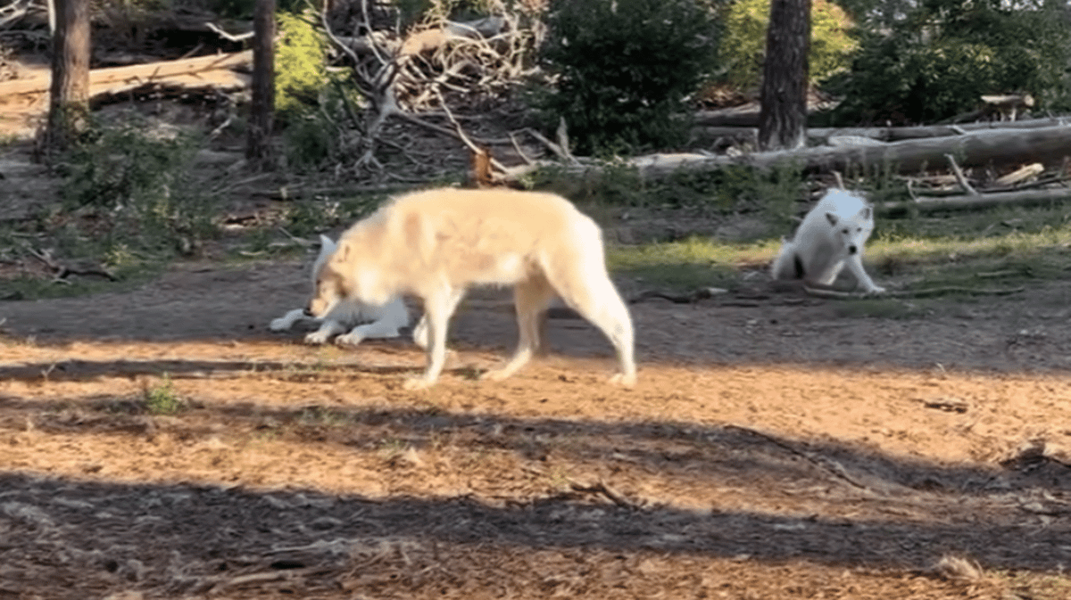 Girl, 8, Mauled By Wolf After Entering Enclosure With Staff Member And 2 Other Children, Leaving Police With Major Questions