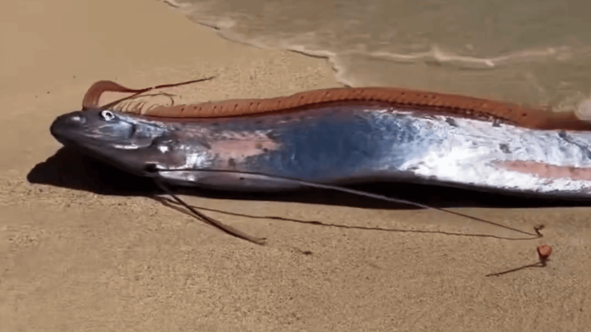 Concern as 'doomsday' fish wash up on shore in ‘unheard of’ moment