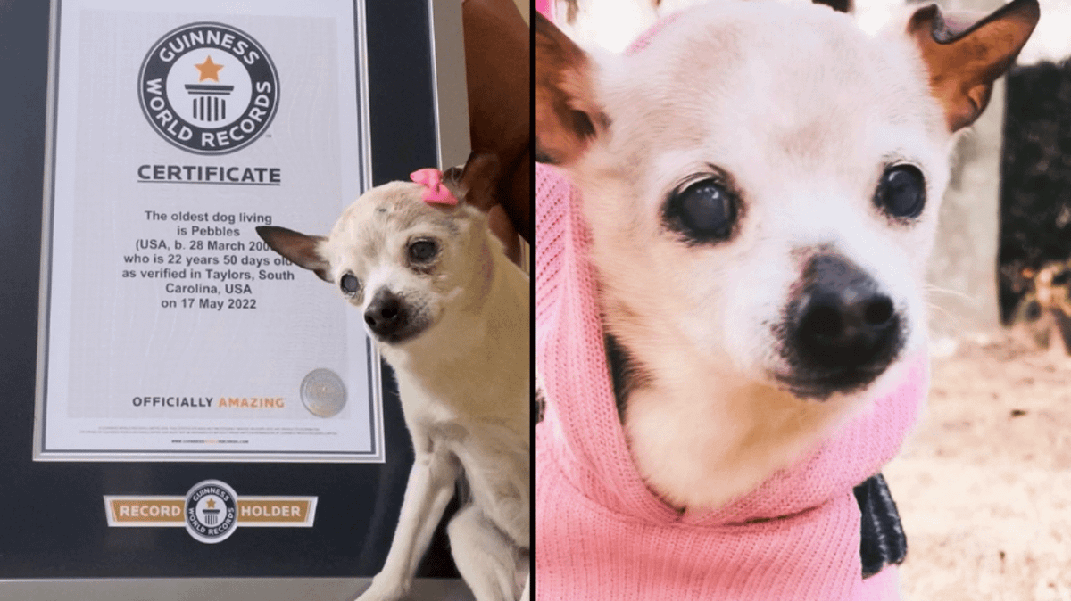 22-Year-Old Pebbles Has Been Officially Crowned As The World's Oldest ...