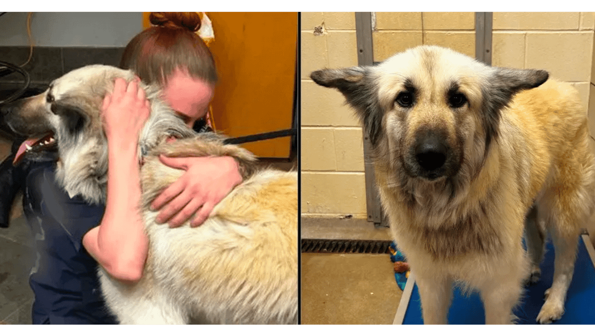 Dog gets reunited with owner who had to give her up because she was ...