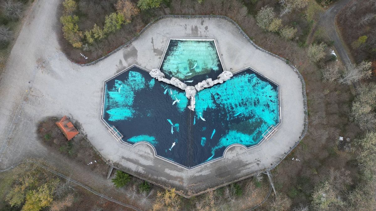 Officials issue update on 30 beluga whales living in abandoned theme park since 2024