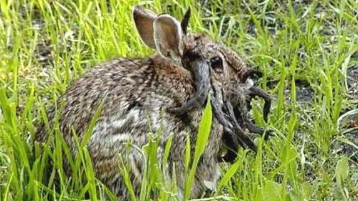 Officials issue warning to anyone who encounters 'zombie rabbits