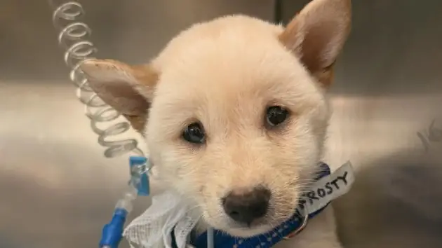 World's bravest puppy' suffers tragic end after being abandoned in park