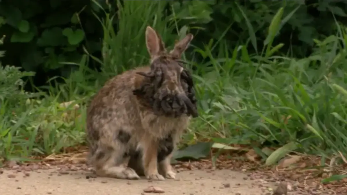 Devastating impact disease has on infected 'Frankenstein' rabbits