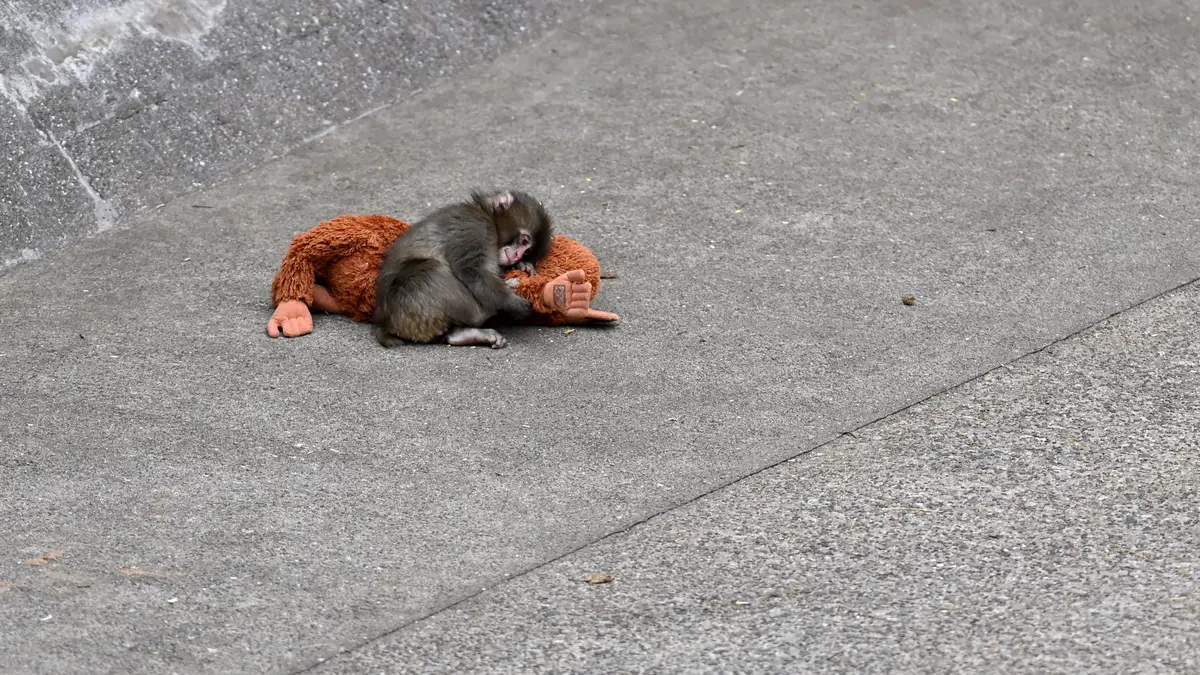 Scientists reveal tragic fate Punch the monkey could suffer as animals  continue to reject him in