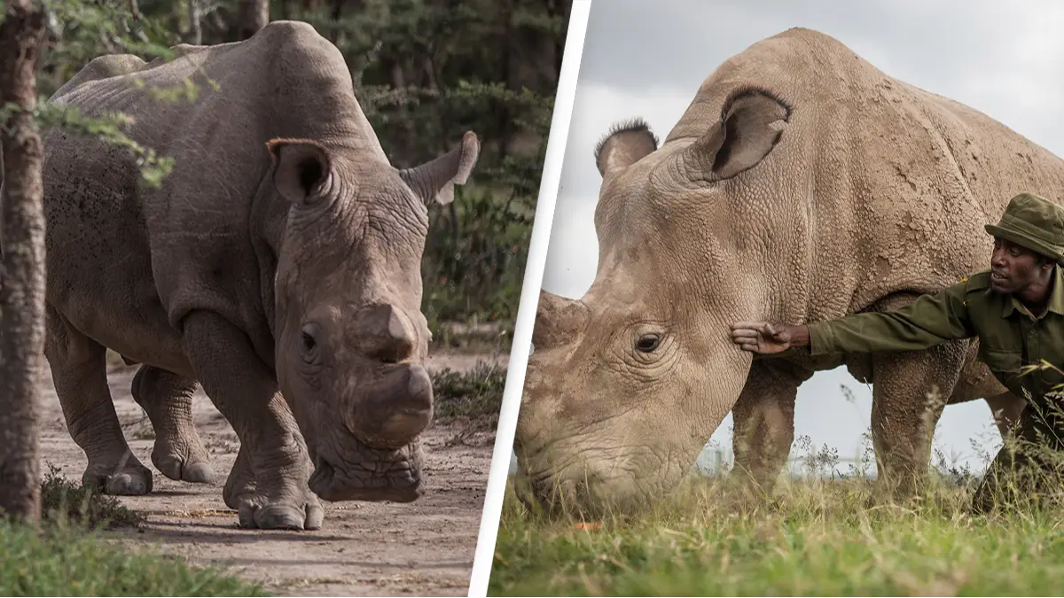 Two of the only northern white rhinos left in the world are