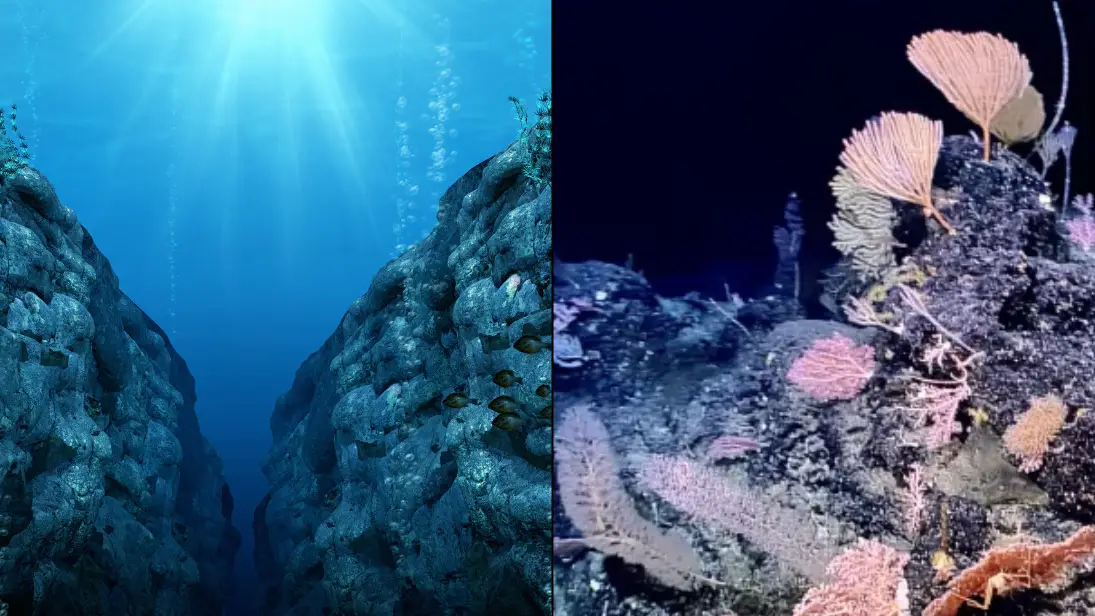 Mystery of 'alien song' heard in one of the deepest points in the ocean finally solved