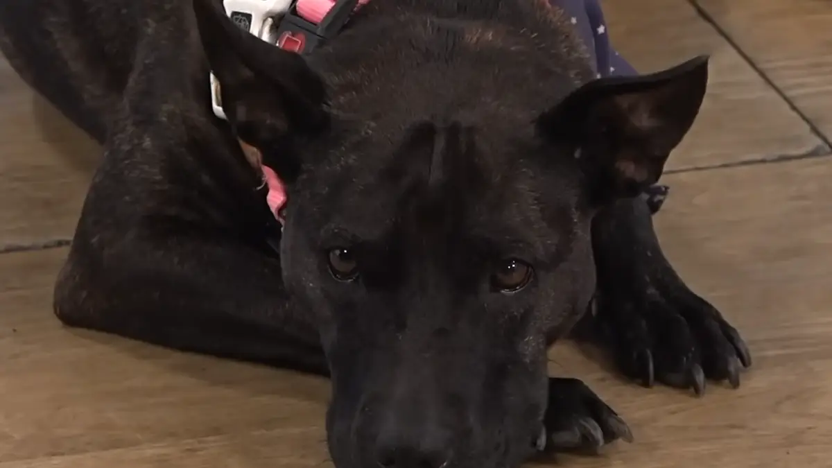 ladbible.com - Brenna Cooper - Man creates cancer vaccine for 'best mate' dog using ChatGPT