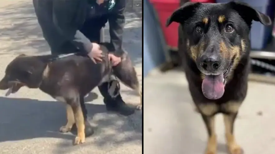 Gay Couple Adopt Dog Who Was Abandoned By Former Owners Because They ...