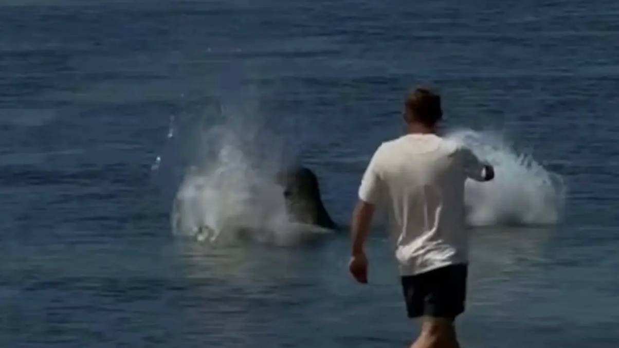 Update after tourist got beat up for throwing rock at beloved seal