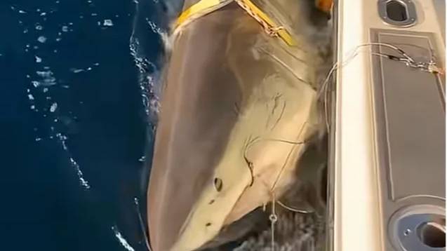 Biggest great white shark ever recorded in Atlantic resurfaces for first time in months