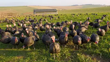 Tim Graham/Getty Images