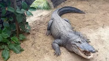 Johnson’s Zoo