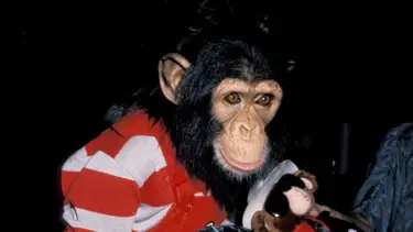 Jim Smeal/Ron Galella Collection via Getty Images