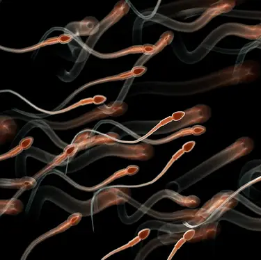 SCIEPRO / SCIENCE PHOTO LIBRARY / Getty
