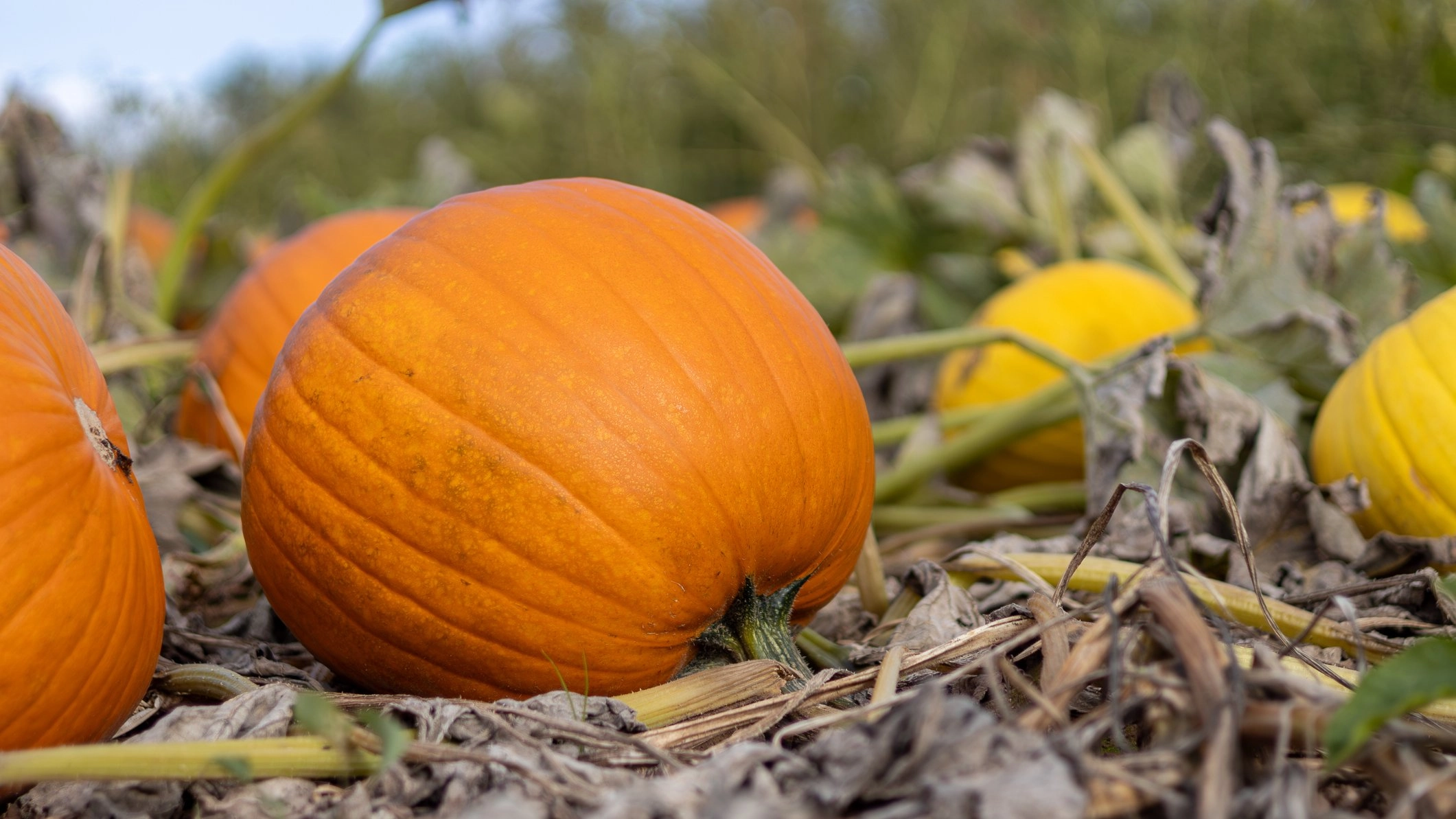 One-star restaurant review claims waiter kicked pumpkin at customer's head 
