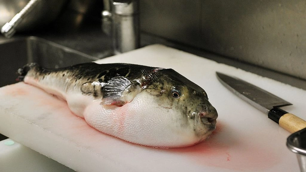 Chefs have to train for years to prepare world's deadliest dish