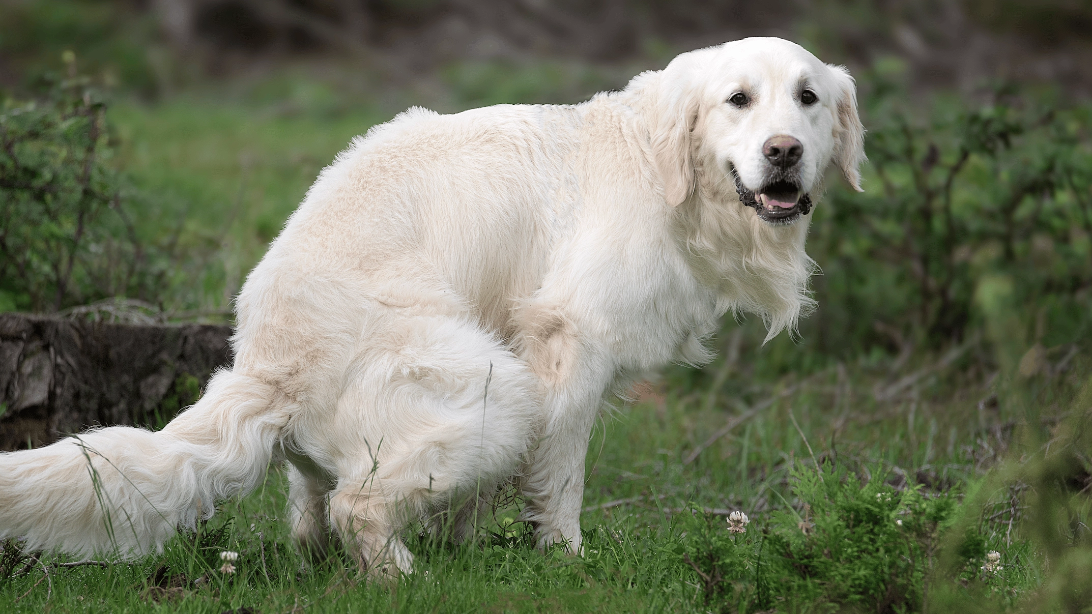 Reason why you never see white dog poo anymore