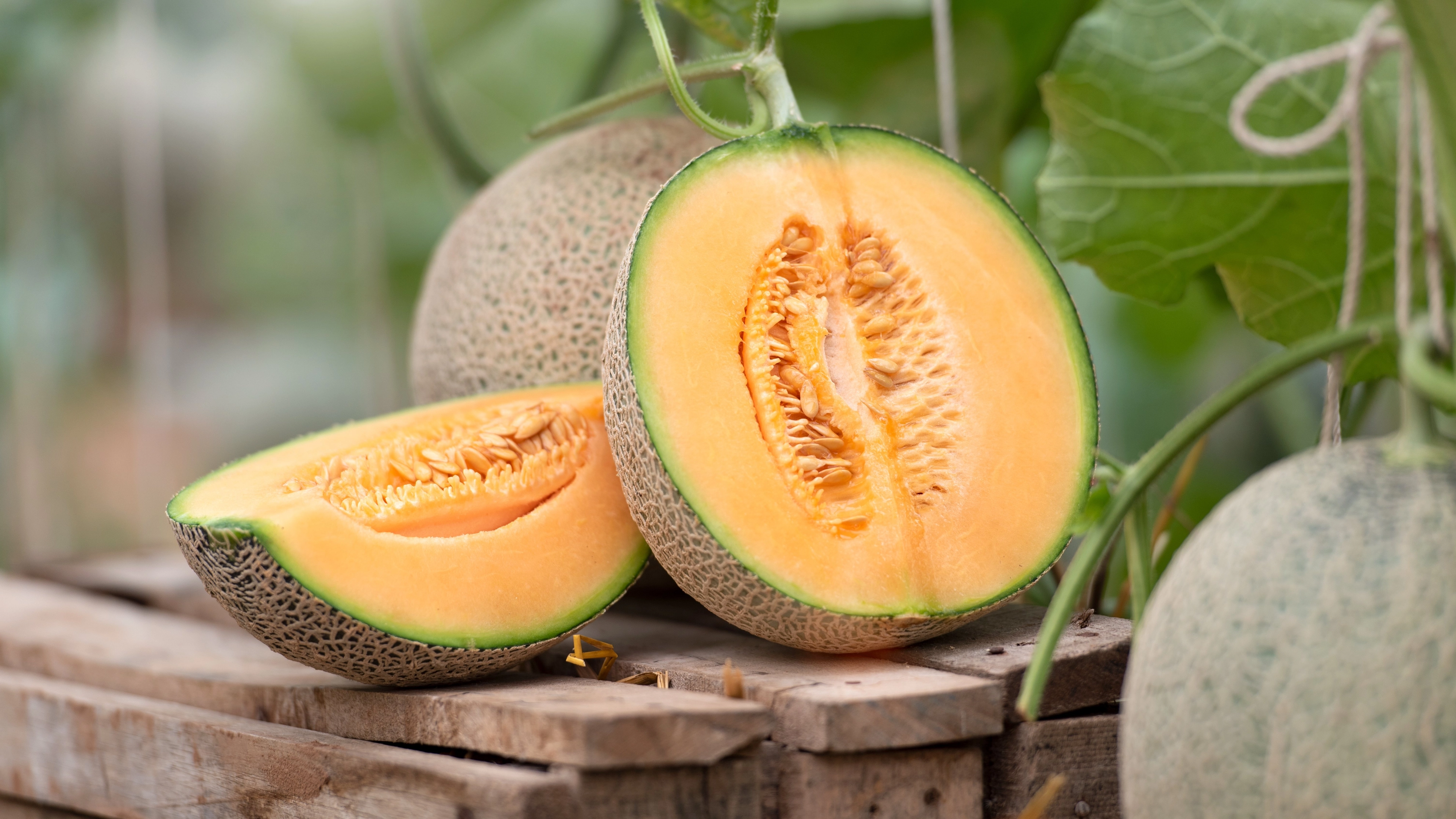 Cantaloupes recalled across several states over risk of 'death'