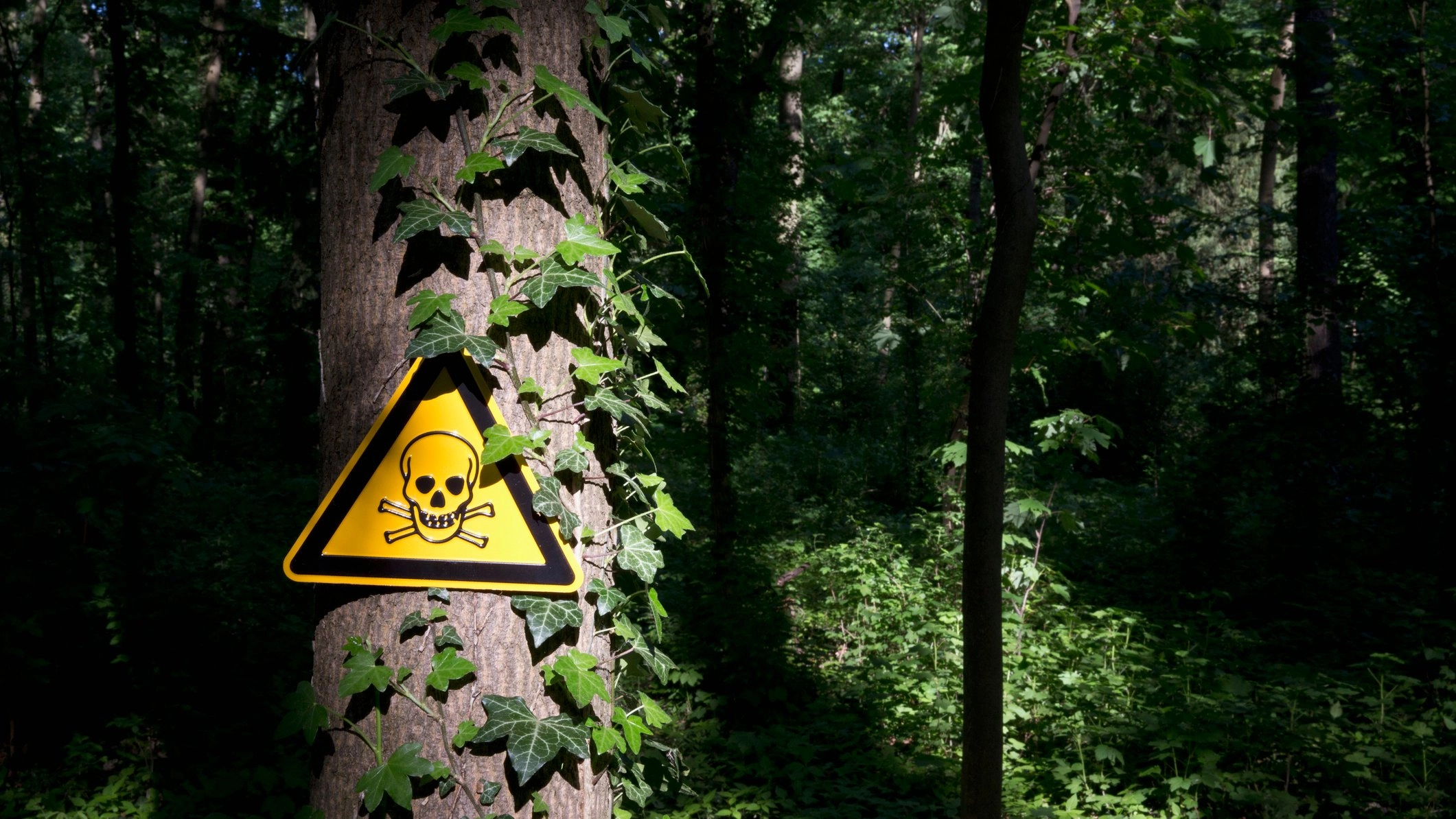The ‘world’s deadliest food’ that proves fatal if cooked improperly