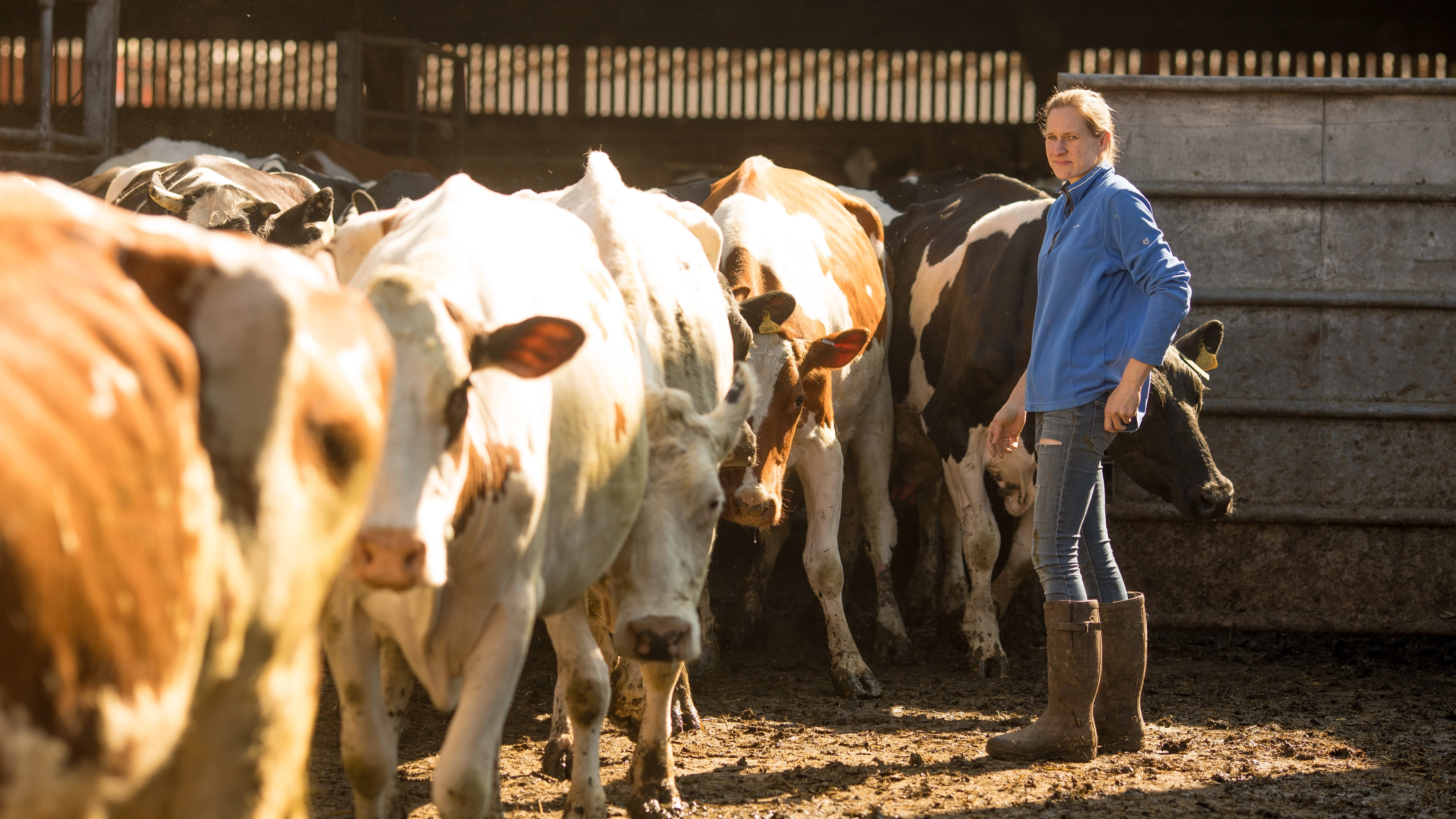 Major side effect UK heatwave is having on British dairy farmers