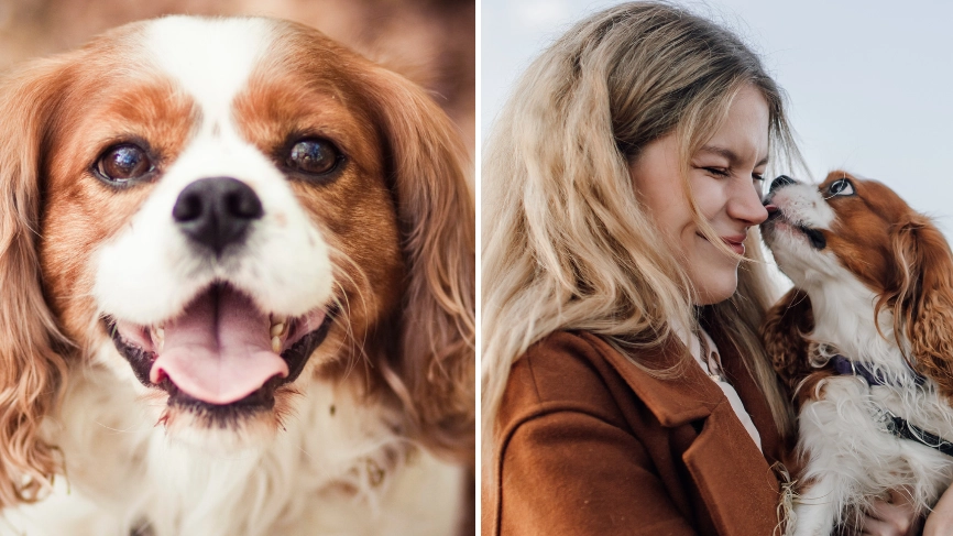 Reason why vet says you shouldn't own a King Charles Spaniel