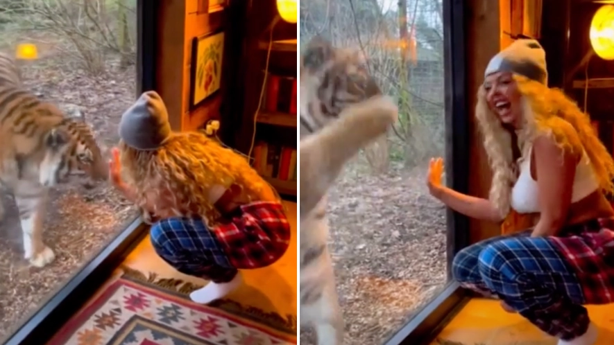 Jesy Nelson left frightened after sharing video of tiger lunging at her