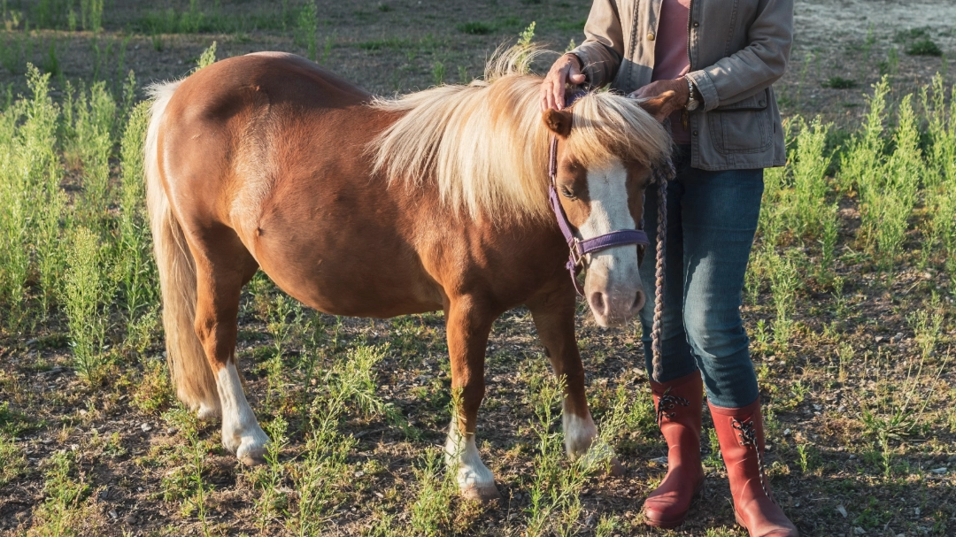 Woman gives daughter’s pony to zoo after people were asked to donate unwanted pets for horrifying reason