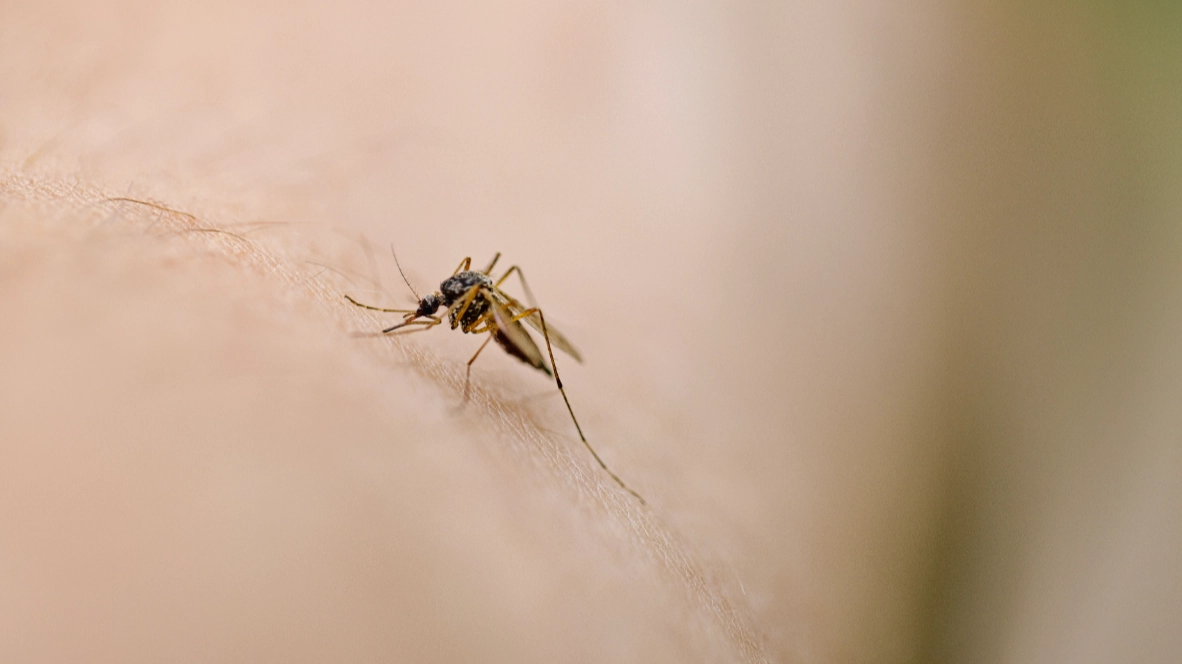 There’s now only one place on Earth without mosquitoes after ‘strange’ sighting is made