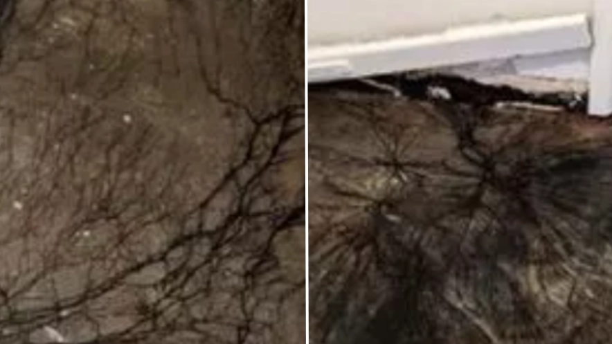 Woman makes ‘terrifying’ discovery after lifting up old floorboards in home