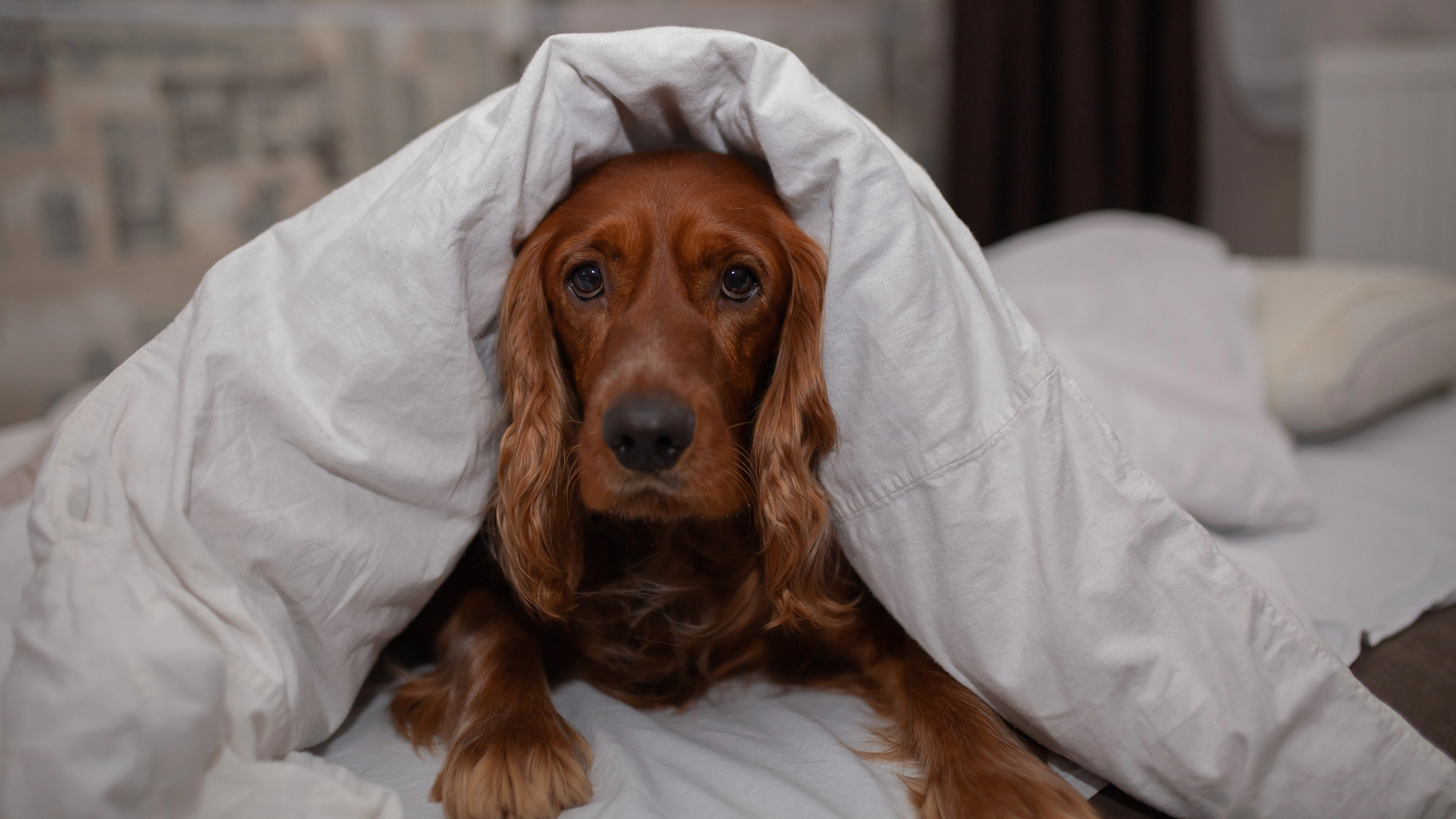 Grim reason you should think twice before letting your dog sleep in your bed