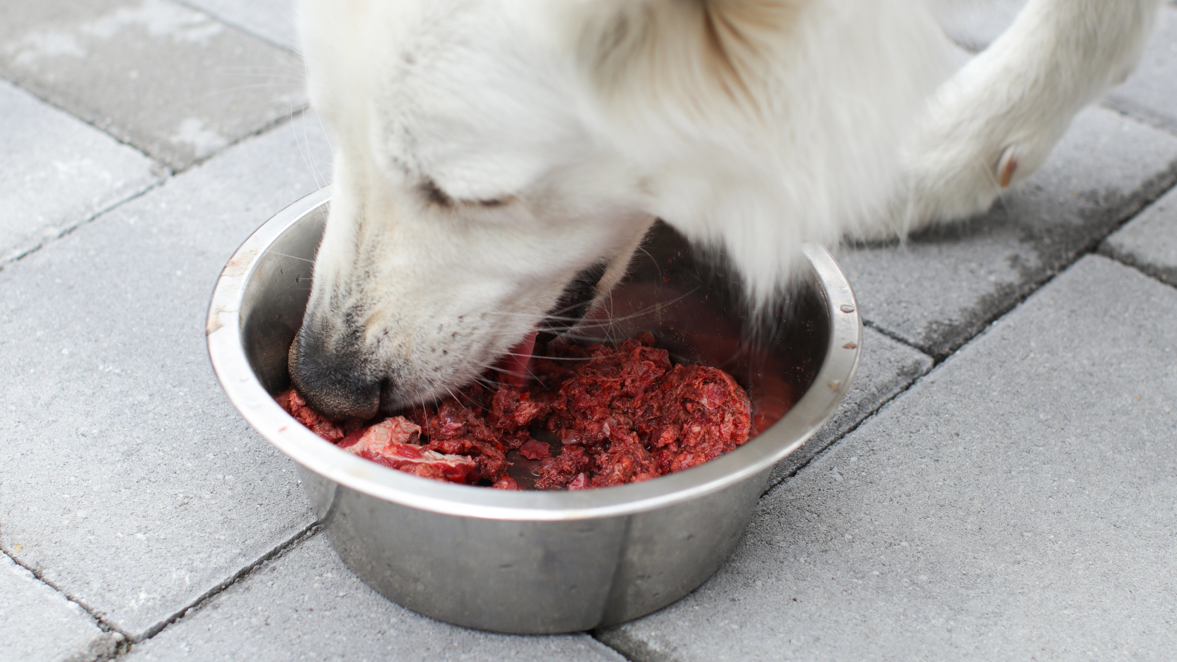 Gen Z men are obsessing over ‘boy kibble’ - it’s equivalent to dog food