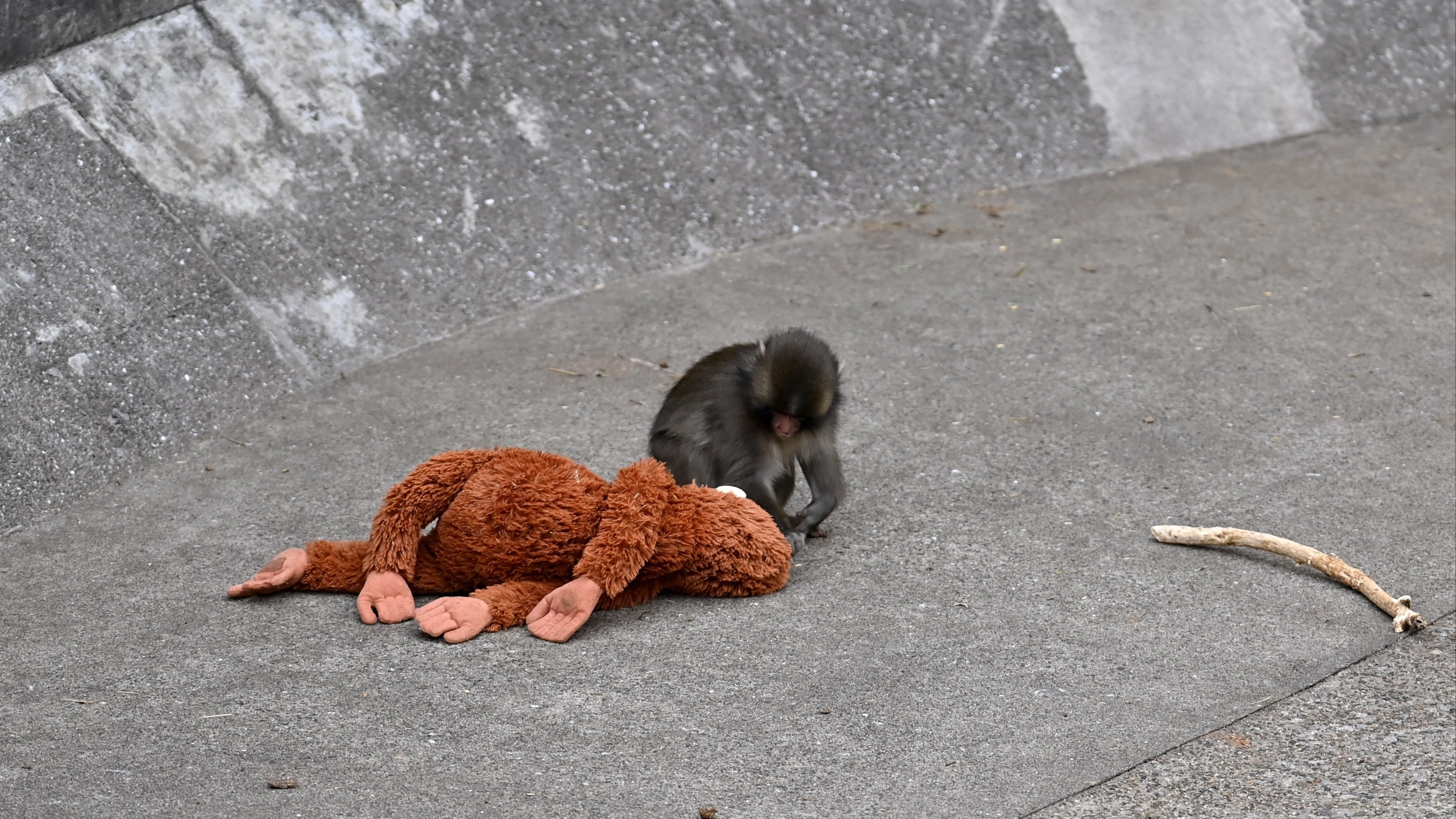 Punch the monkey update given by zoo following concerns over his appearance