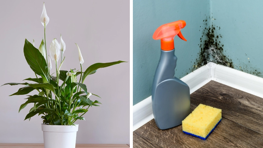 You can buy a £7 plant that can help keep mould out of your home