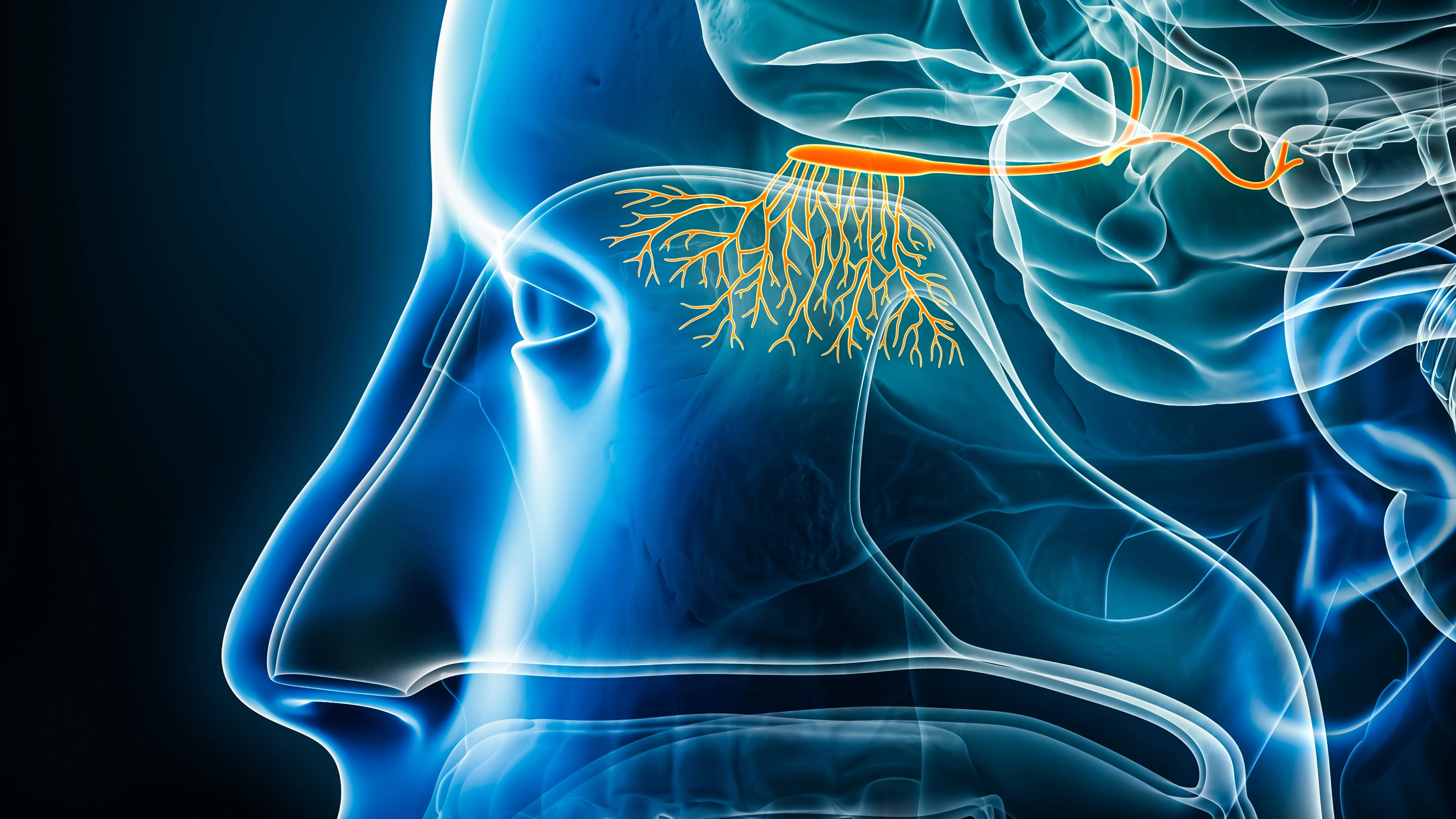 Doctor reveals surprising reason one nostril feels more blocked than the other when you have a cold