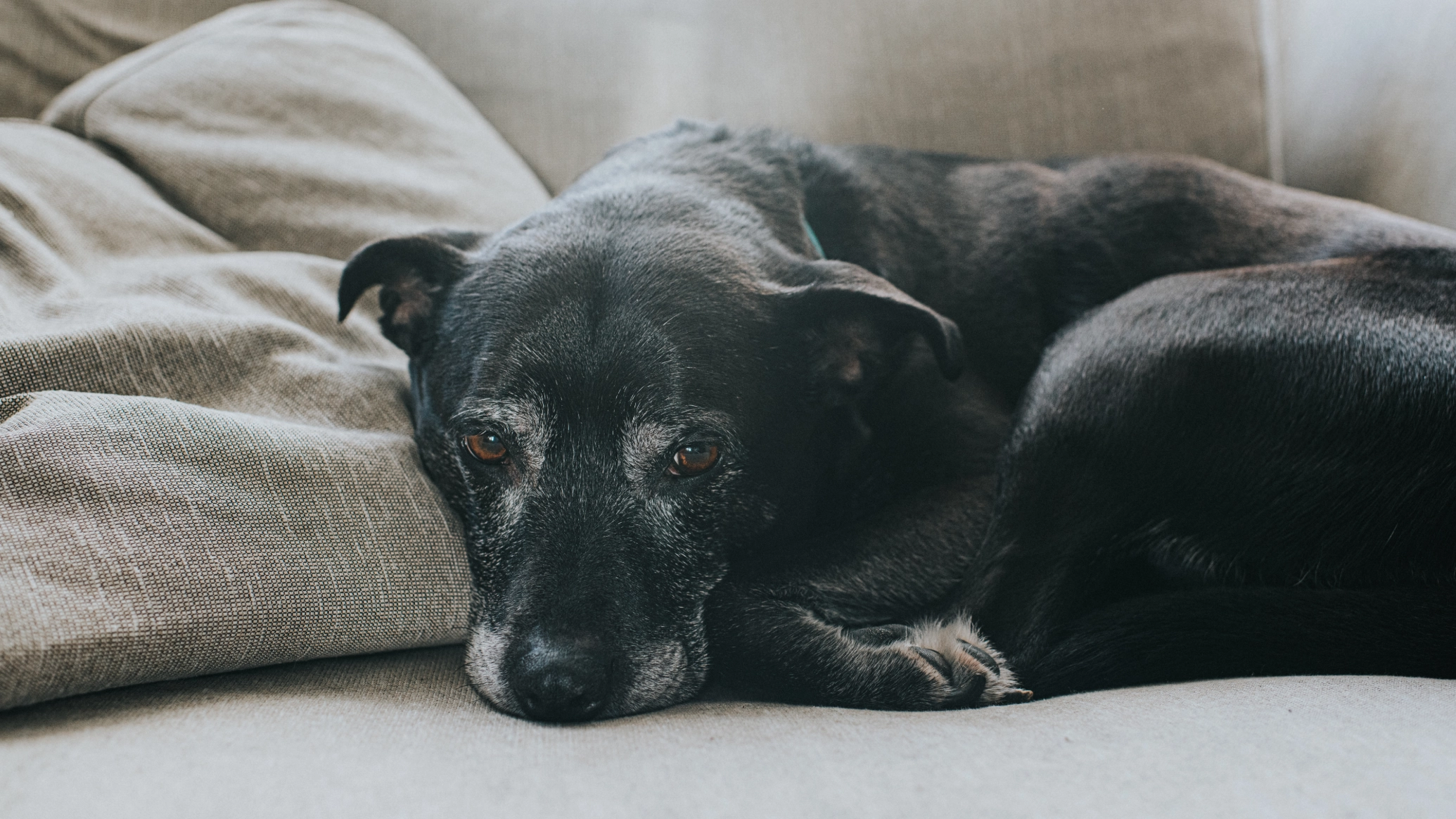 Anti-aging pill for dogs has been certified as ‘effective’ but one major question remains